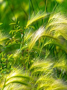 Preview wallpaper ears, grass, green, field