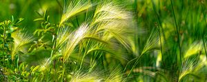 Preview wallpaper ears, grass, green, field