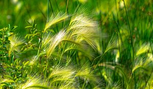 Preview wallpaper ears, grass, green, field