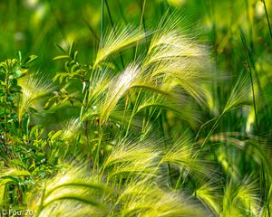 Preview wallpaper ears, grass, green, field