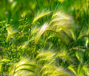 Preview wallpaper ears, grass, green, field