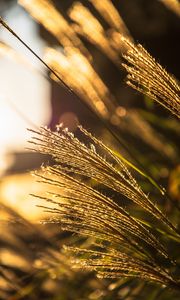 Preview wallpaper ears, grass, macro, focus