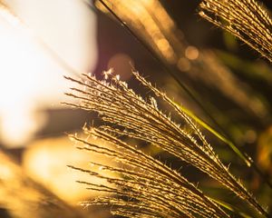 Preview wallpaper ears, grass, macro, focus