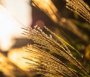 Preview wallpaper ears, grass, macro, focus