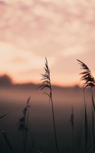 Preview wallpaper ears, grass, macro, fog, focus