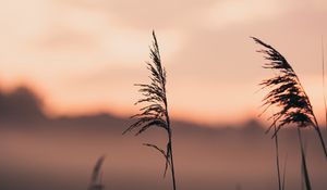 Preview wallpaper ears, grass, macro, fog, focus