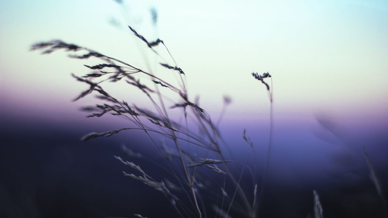 Wallpaper ears, grass, macro, sky, blur