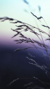 Preview wallpaper ears, grass, macro, sky, blur