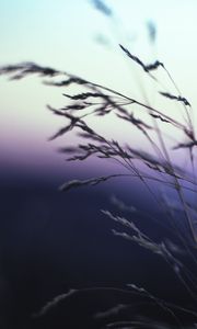 Preview wallpaper ears, grass, macro, sky, blur