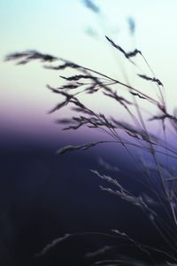 Preview wallpaper ears, grass, macro, sky, blur
