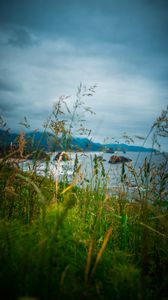 Preview wallpaper ears, grass, mountains