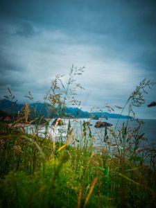 Preview wallpaper ears, grass, mountains