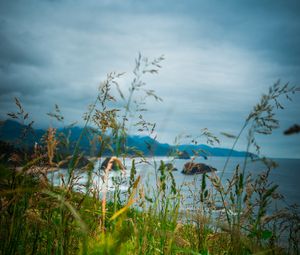 Preview wallpaper ears, grass, mountains