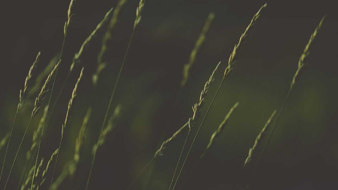 Wallpaper ears, grass, plant, macro