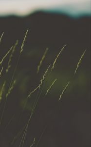 Preview wallpaper ears, grass, plant, macro