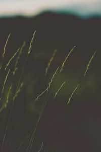 Preview wallpaper ears, grass, plant, macro