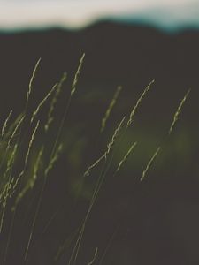 Preview wallpaper ears, grass, plant, macro