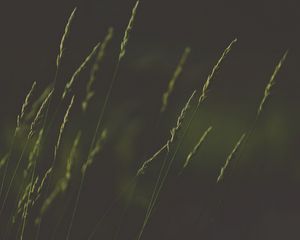 Preview wallpaper ears, grass, plant, macro