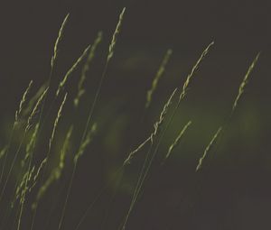 Preview wallpaper ears, grass, plant, macro
