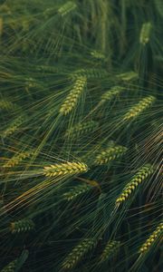 Preview wallpaper ears, grass, plant, macro, green