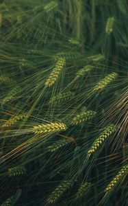 Preview wallpaper ears, grass, plant, macro, green