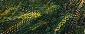 Preview wallpaper ears, grass, plant, macro, green