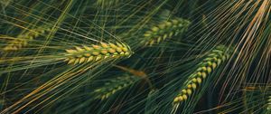 Preview wallpaper ears, grass, plant, macro, green