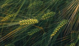 Preview wallpaper ears, grass, plant, macro, green