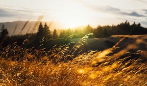 Preview wallpaper ears, grass, rays, sun