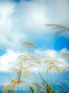 Preview wallpaper ears, grass, sky, clouds