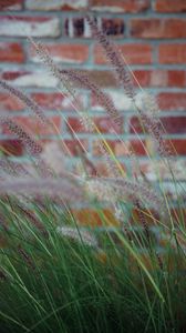 Preview wallpaper ears, grass, wind, brick wall