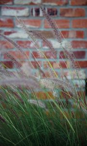 Preview wallpaper ears, grass, wind, brick wall