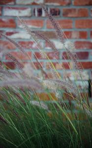 Preview wallpaper ears, grass, wind, brick wall