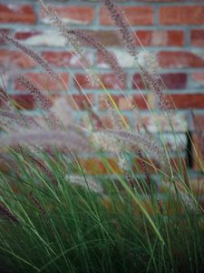 Preview wallpaper ears, grass, wind, brick wall