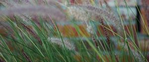 Preview wallpaper ears, grass, wind, brick wall