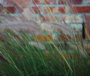 Preview wallpaper ears, grass, wind, brick wall