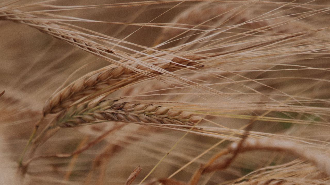 Wallpaper ears, grasses, dry, plant, field