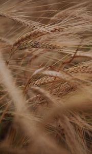 Preview wallpaper ears, grasses, dry, plant, field