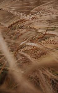 Preview wallpaper ears, grasses, dry, plant, field