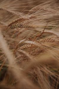 Preview wallpaper ears, grasses, dry, plant, field