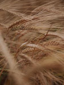 Preview wallpaper ears, grasses, dry, plant, field
