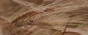 Preview wallpaper ears, grasses, dry, plant, field