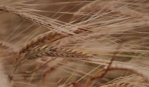 Preview wallpaper ears, grasses, dry, plant, field