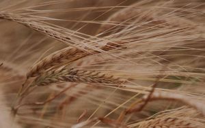 Preview wallpaper ears, grasses, dry, plant, field