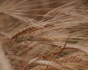 Preview wallpaper ears, grasses, dry, plant, field