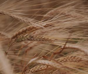 Preview wallpaper ears, grasses, dry, plant, field