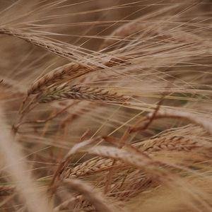 Preview wallpaper ears, grasses, dry, plant, field