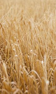 Preview wallpaper ears, grasses, dry, field, plant