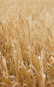 Preview wallpaper ears, grasses, dry, field, plant