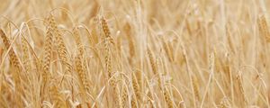 Preview wallpaper ears, grasses, dry, field, plant